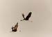 wattled_cranes_ng