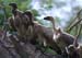 white_backed_vultures