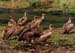 white_backed_vultures_ng