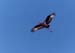 wooly-necked_stork_in_flight_ng
