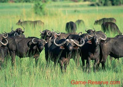 buffalo_herd