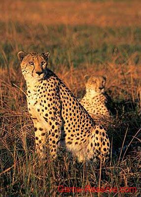 cheetah