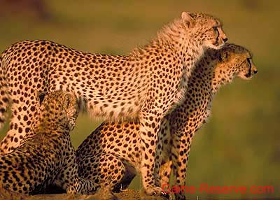 cheetah_family