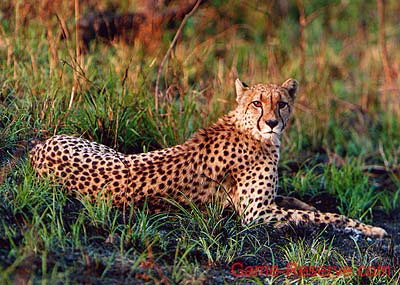 cheetah_gaze_ng