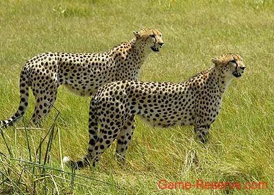 cheetah_hunting_duo