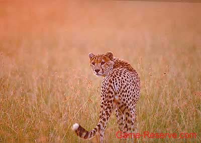 cheetah_in_grass