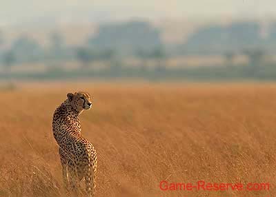 cheetah_in_grass_02