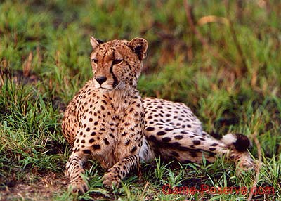 cheetah_lying_ng