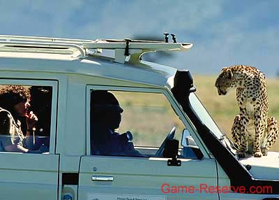 cheetah_on_4x4