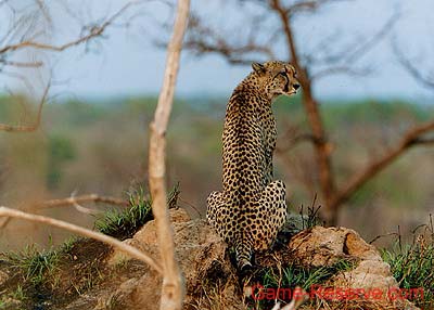 cheetah_sitting_bushveld