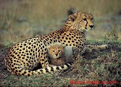 cheetah_with_cub
