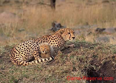 cheetah_with_cub_02