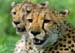 cheetah_brothers