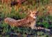 cheetah_gaze_ng