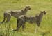 cheetah_hunting_duo