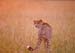 cheetah_in_grass