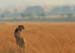 cheetah_in_grass_02