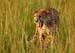 cheetah_in_grass_daq