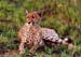 cheetah_lying_ng