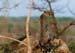 cheetah_sitting_bushveld
