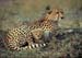 cheetah_with_cub