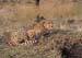 cheetah_with_cub_02