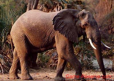 desert_elephant_02_ng