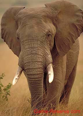ekephant_in_grass