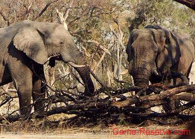 elephant_at_woodpile_rw