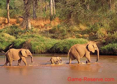 elephant_crossing_river