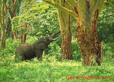 elephant_in_forest