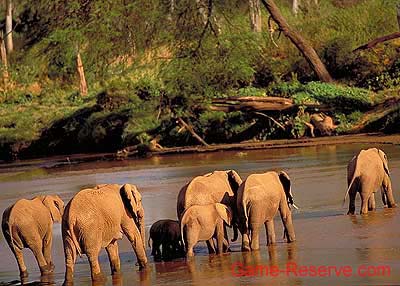 elephant_in_river