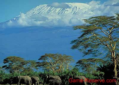 elephant_mount_kilmanjaro