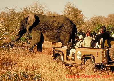 elephant_with_game_vehicle
