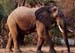 desert_elephant_02_ng