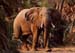 desert_elephant_watching_ng