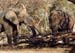 elephant_at_woodpile_rw