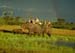 elephant_back_safari_da