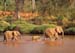 elephant_crossing_river