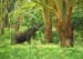 elephant_in_forest