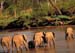elephant_in_river