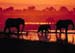 elephant_sun_dance_da