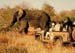 elephant_with_game_vehicle