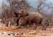 etosha_game_at_waterhole_ng