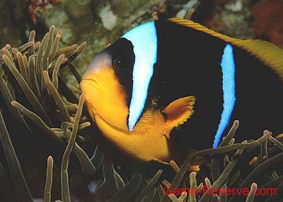 clown_fish