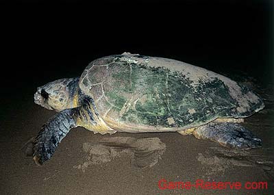 green_turtle
