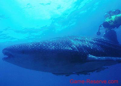 whale_shark