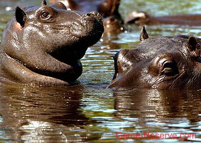hippo_baby