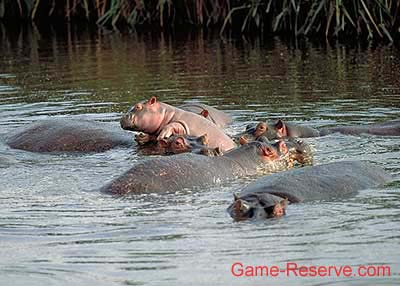hippo_in_pool