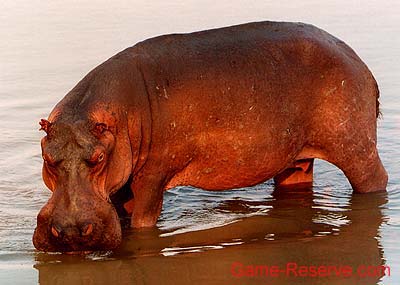 hippo_standing_in_water_ng